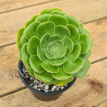 Load image into Gallery viewer, Aeonium korneliuslemsii