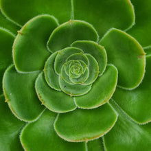 Load image into Gallery viewer, Aeonium korneliuslemsii