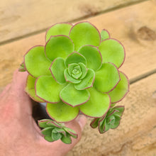 Load image into Gallery viewer, Aeonium x chamorgense