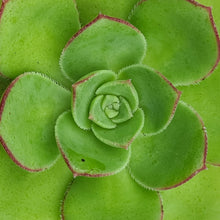 Load image into Gallery viewer, Aeonium x chamorgense