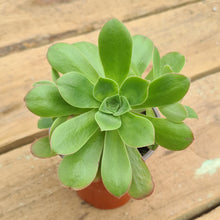 Load image into Gallery viewer, Aeonium gorgoneum