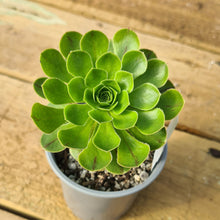 Load image into Gallery viewer, Aeonium x holospathulatum