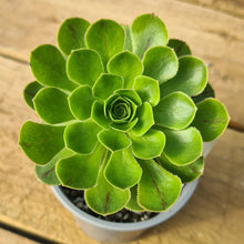 Load image into Gallery viewer, Aeonium x holospathulatum