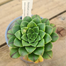 Load image into Gallery viewer, Aeonium x tamaimense