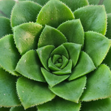 Load image into Gallery viewer, Aeonium x tamaimense
