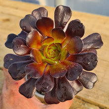 Load image into Gallery viewer, Aeonium 'Simply Misty'
