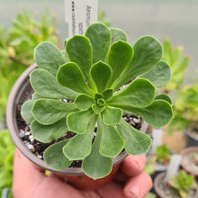 Load image into Gallery viewer, Aeonium castello-paivae x spathulatum