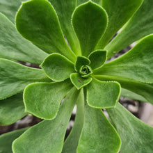 Load image into Gallery viewer, Aeonium castello-paivae x spathulatum