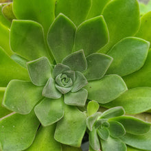 Load image into Gallery viewer, Aeonium x nogalesii