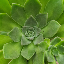 Load image into Gallery viewer, Aeonium x nogalesii