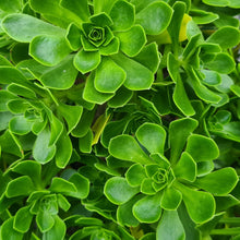 Load image into Gallery viewer, Aeonium castello-paivae x spathulatum