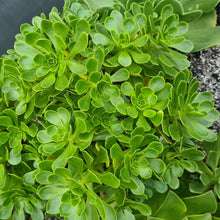 Load image into Gallery viewer, Aeonium castello-paivae x spathulatum