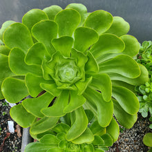 Load image into Gallery viewer, Aeonium x marreroi
