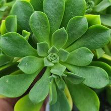 Load image into Gallery viewer, Aeonium x bravoanum