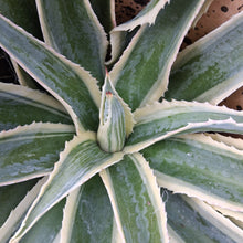 Load image into Gallery viewer, Mangave 'Navajo Princess'