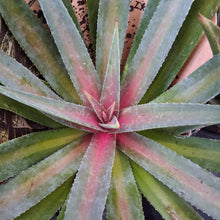 Load image into Gallery viewer, Mangave 'Painted Desert'