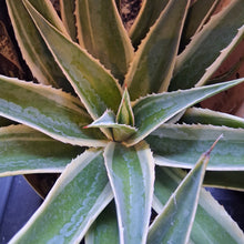 Load image into Gallery viewer, Mangave 'Navajo Princess'