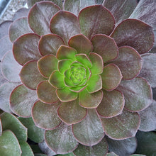 Load image into Gallery viewer, Semponium 'Vortex'