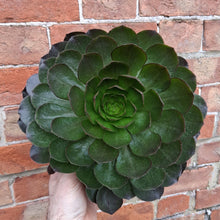 Load image into Gallery viewer, Semponium 'Vortex'