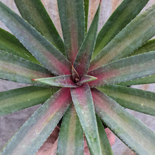 Load image into Gallery viewer, Mangave 'Painted Desert'