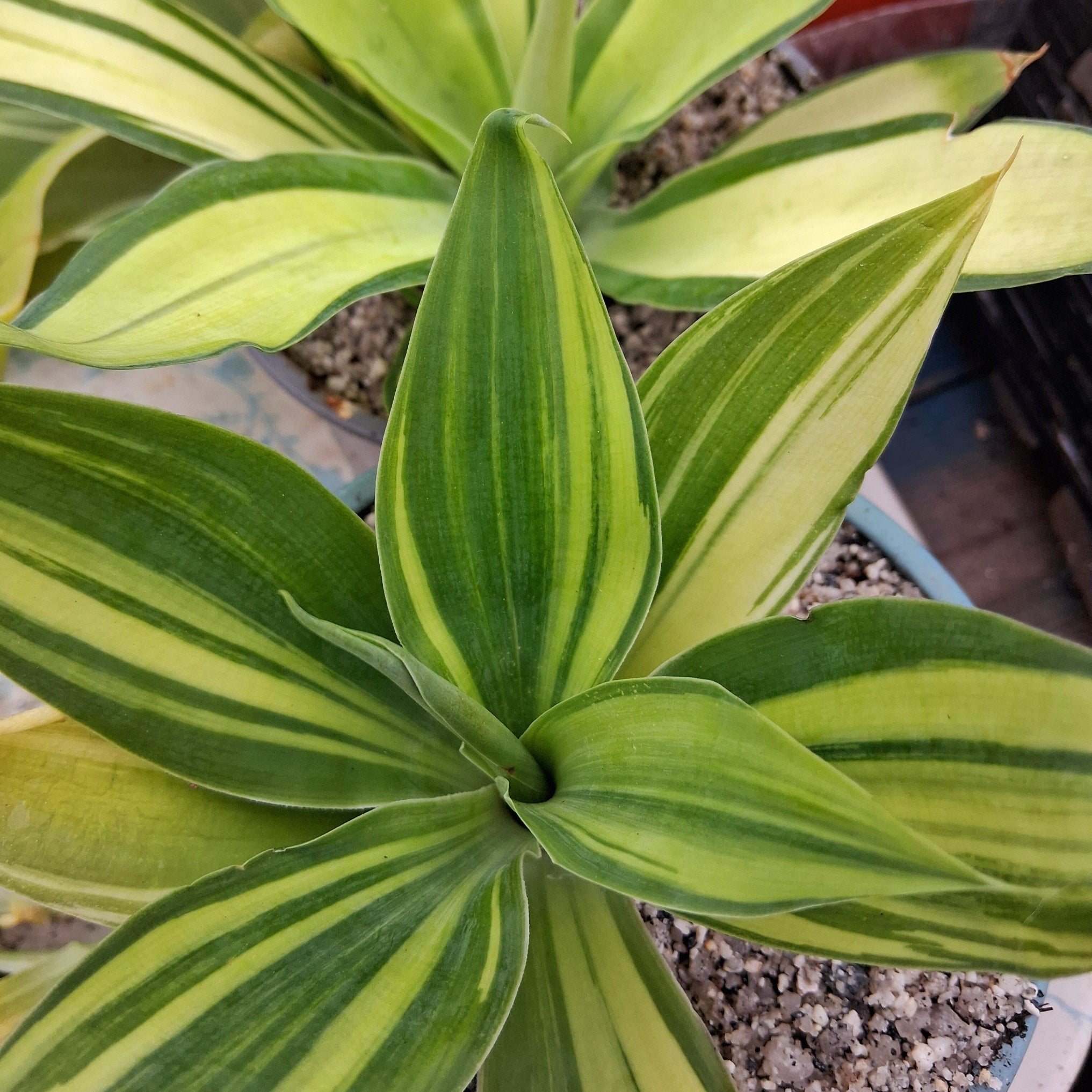 Agave attenuata 'variegata'
