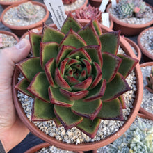 Load image into Gallery viewer, Echeveria agavoides 'Presa Madero'