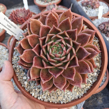 Load image into Gallery viewer, Echeveria agavoides tuxpan