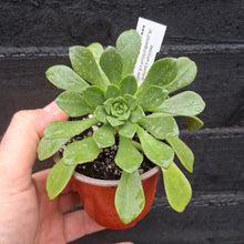 Load image into Gallery viewer, Aeonium x buchardii