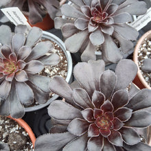 Load image into Gallery viewer, Aeonium 'Simply Misty'