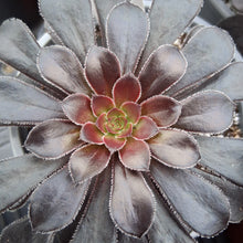 Load image into Gallery viewer, Aeonium 'Simply Misty'