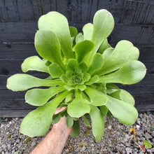 Load image into Gallery viewer, Aeonium x bramwelli