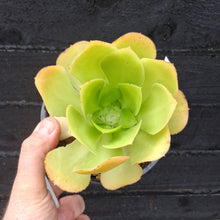 Load image into Gallery viewer, Aeonium x bramwelli