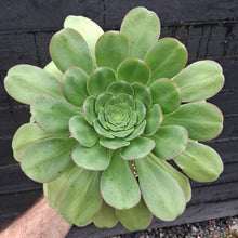 Load image into Gallery viewer, Aeonium urbicum subsp. boreale