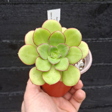 Load image into Gallery viewer, Aeonium urbicum subsp. boreale