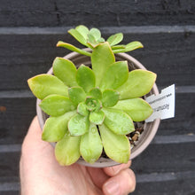 Load image into Gallery viewer, Aeonium x cilifolium