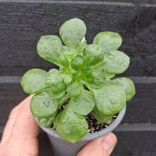 Load image into Gallery viewer, Aeonium goochie x spathulatum