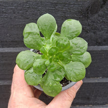Load image into Gallery viewer, Aeonium goochie x spathulatum