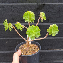 Load image into Gallery viewer, Aeonium goochie x spathulatum