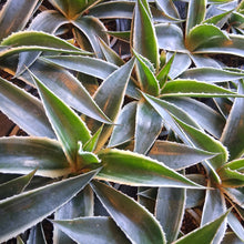 Load image into Gallery viewer, Mangave 'Navajo Princess'