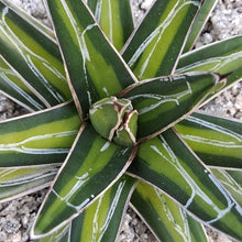 Load image into Gallery viewer, Agave victoriae-reginae var. marginata aurea 'Golden Princess Agave'