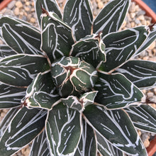 Load image into Gallery viewer, Agave victoriae-reginae