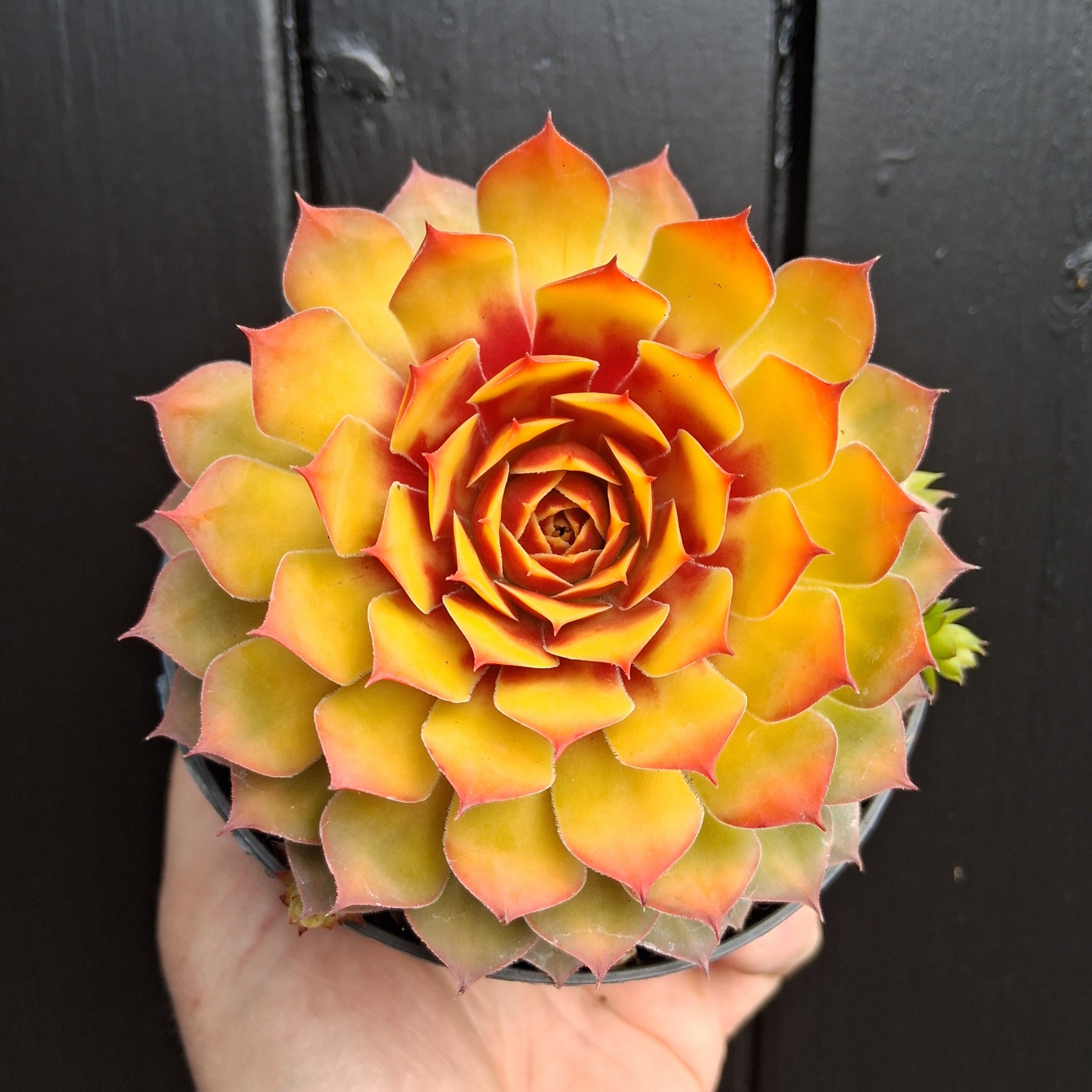 gold nugget succulent care Sempervivum 'Golden Nugget'