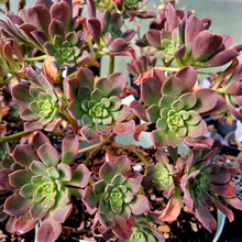 Load image into Gallery viewer, Aeonium x bravoanum