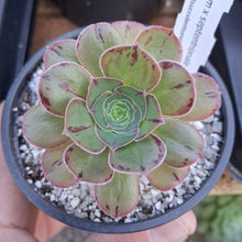 Load image into Gallery viewer, Aeonium x septentrionale