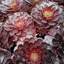 Load image into Gallery viewer, Semponium 'Vortex'