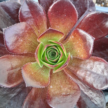 Load image into Gallery viewer, Semponium 'Vortex'