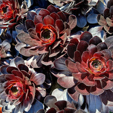 Load image into Gallery viewer, Semponium 'Vortex'