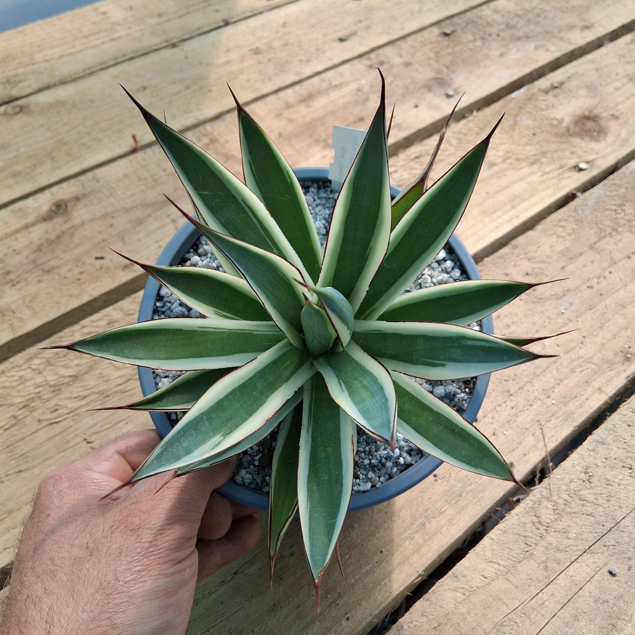 agave snow glow Agave 'Snow Glow'