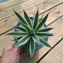 Load image into Gallery viewer, Agave 'Snow Glow'
