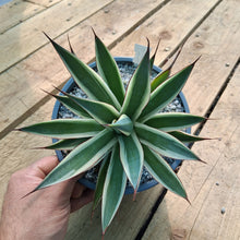 Load image into Gallery viewer, Agave 'Snow Glow'